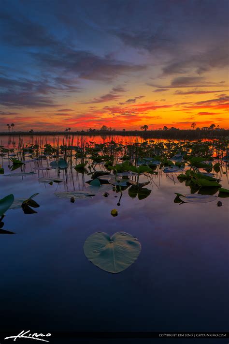 Sunset Pine Glades Natural Area At Lake