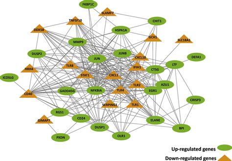Getting enough protein is important for weight loss, muscle mass and health. The interaction network of DE immune-related protein-coding genes in... | Download Scientific ...