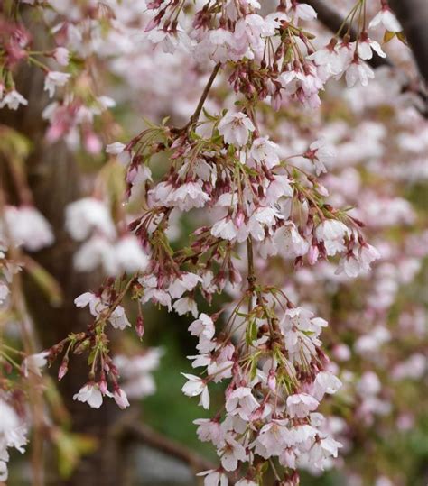Though each flowering cherry variety is known by its enduring flowers, rich color and easy growth, there are multiple subtypes, each with a touch of unique flair. Prunus incisa 'Kojo-No-Mai' (Flowering Cherry) in 2020 ...