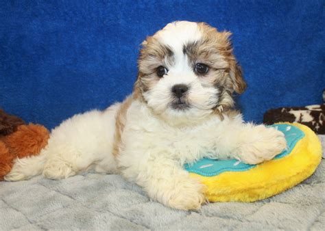 Teddy Bear Puppies For Sale Long Island Puppies