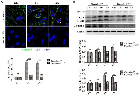 Frontiers Claudin 5 Affects Endothelial Autophagy In Response To