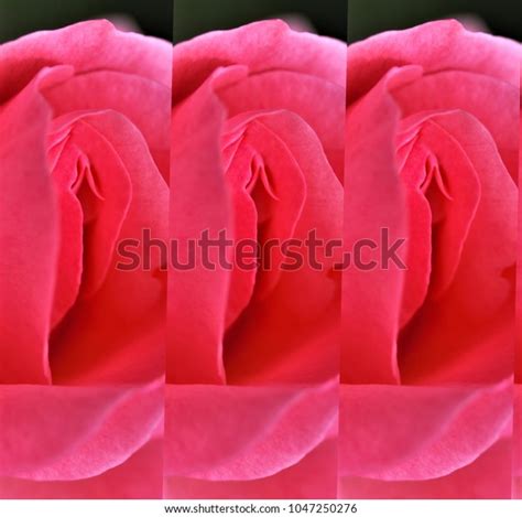Sex Pussy Vulva Clitoris Vagina Orgasm ภาพสตอก 1047250276 Shutterstock