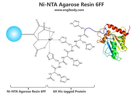 His Tagged Protein Purification Kit