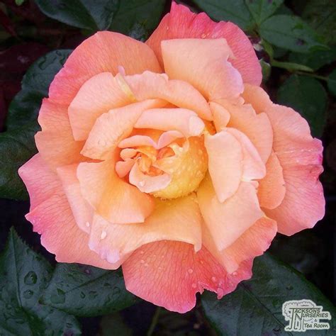 Buy Rosa Rosemary Harkness Hybrid Tea Rose In The Uk