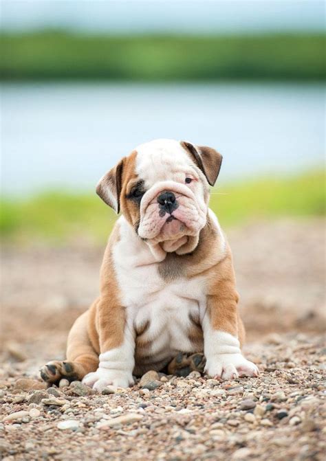 If there are many members of the funny names for bulldogs. Bulldog Names: For English, French & American Bull Dogs