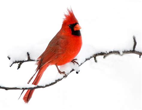 Male Cardinal On Snowy Pear Tree Branch After A Morning Sn Flickr