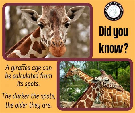 Animal Fact A Giraffes Age Can Be Calculated By Its Spots Animal