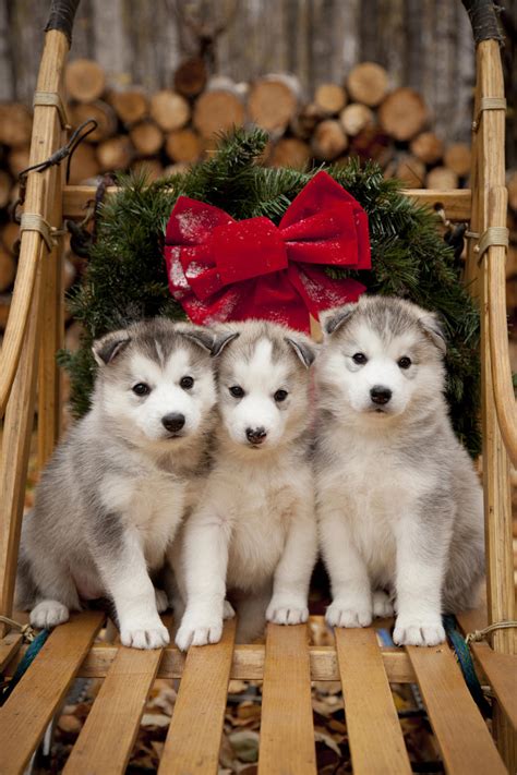 Siberian Husky Puppies In Traditional Wooden Dog Sled With Christmas