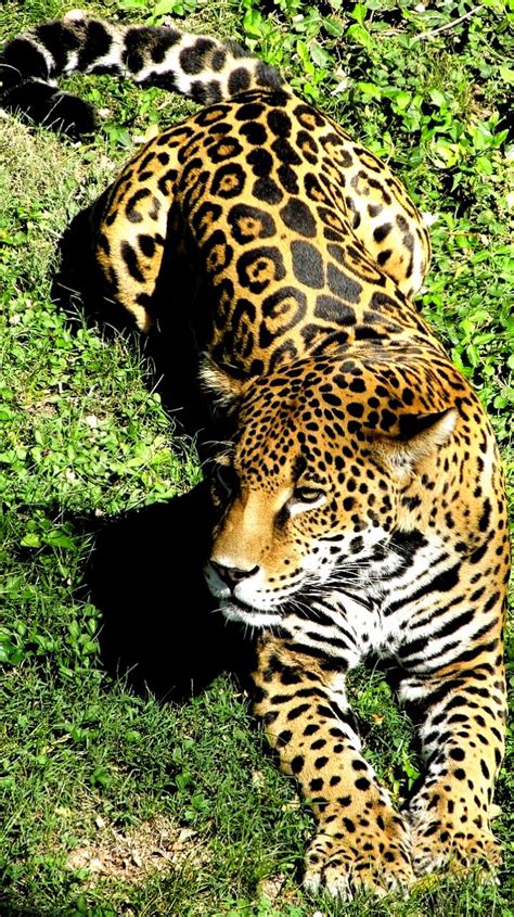 Pre-Columbian Indians were so overwhelmed by the jaguars’s striking