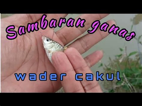 Mancing Ikan Wader Cakul Umpan Tempe Youtube