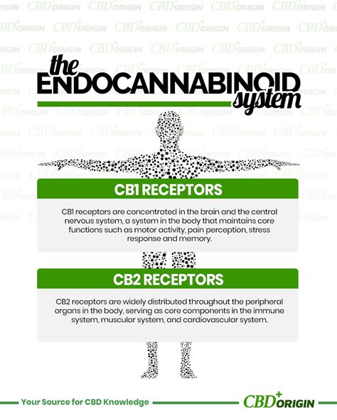 The Endocannabinoid System Explained ― Cbd Origin Stress Response