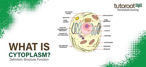 What Is Cytoplasm Definition Structure Function