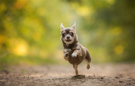 Shallow Focus Photography Of Black And Brown Chihuahua Running On Soil