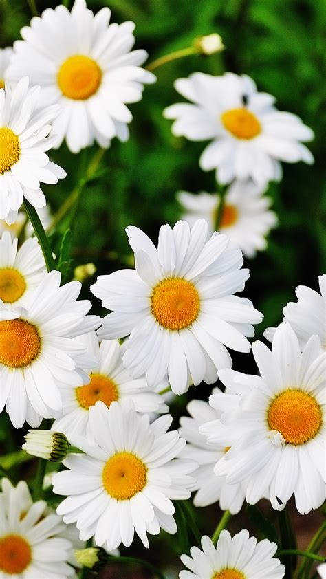 Daisy Flowers Hd Wallpaper For Your Mobile Phone