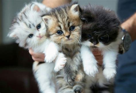 A Bundle Of Kittens Kittens Cutest Kittens Fluffy Kittens