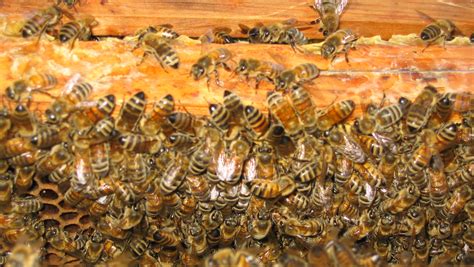 Umstellen Auf Buckfast Bienen Regionalteam Oberfranken
