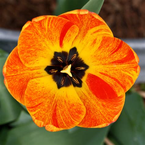 Orange Flame Tulip Flower Close Up Picture Free