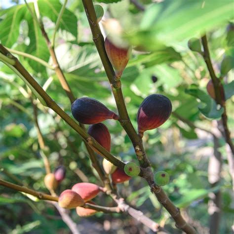 The home improvement chain edged results: 2.25 Gal. Brown Turkey Fig Plant-HD7052 - The Home Depot