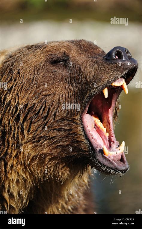 Grizzly Bear Ursus Arctos Captive Snarling Bozeman Montana Usa