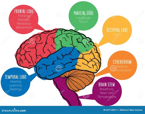 Las Funciones Del Cerebro Humano Stock De Ilustración Ilustración De