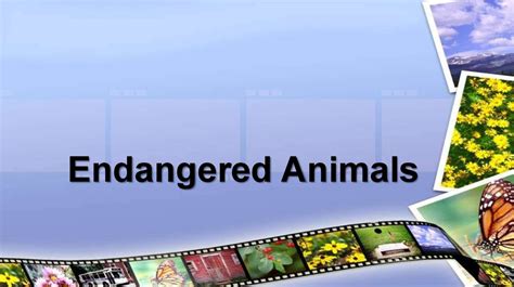 Endangered Animals Online Presentation
