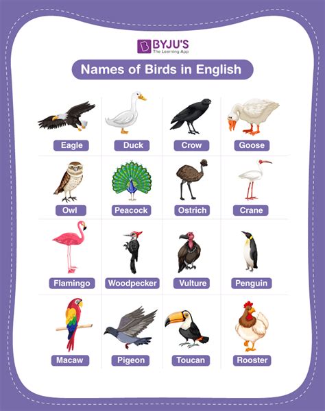 Birds Names Explore List Of 100 Names In English