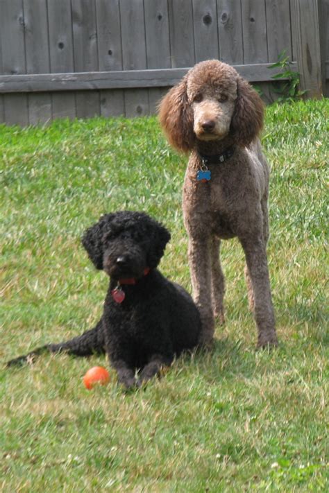 Filestandard Poodles Black And Brown Females Wikimedia Commons