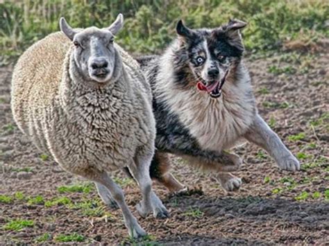 Four Key Dog Training Tips To Help You Lead Your Australian Shepherd