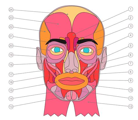 Muscles Of Facial Expression