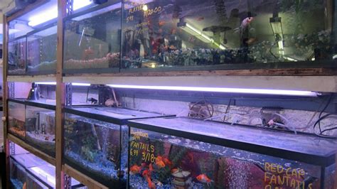 Aquatic Pet Shop Near Me Pet Store Near Me With Fish Petsense Is