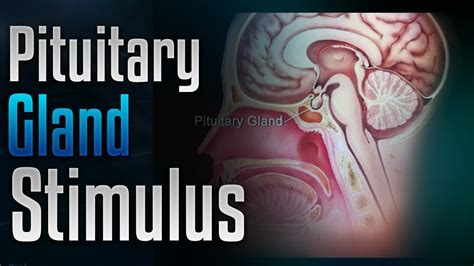 Pituitary Gland Stimulation To Release Growth Hormone With Simply