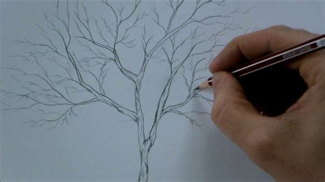 How to Draw a Tree Step by Step for Beginners In 8 Minutes - YouTube