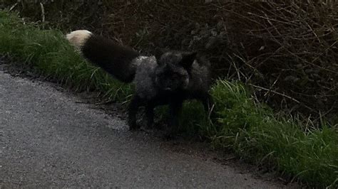 Rare Black Fox Spotted In Somerset Is Back Home After Escape Bid Bbc News