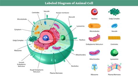 Animal Cell Structure Function Diagram And Types 2023