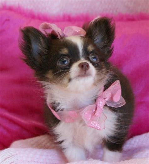 The cheapest offer starts at £150. 89 best Long Haired Chihuahua puppies For Sale images on ...