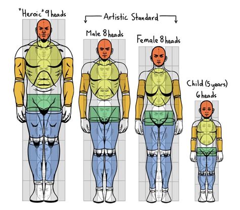 Head Height Chart Proportion Art Human Body Proportions Human