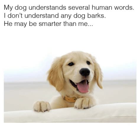 The best memes from instagram, facebook, vine, and twitter about barking dog. 25+ Best Memes About Dog Bark | Dog Bark Memes