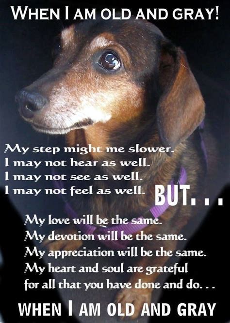 Senior Pets Need Love Too If You Live In Ontario Canada You Can
