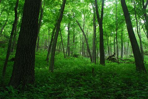 Hardwood Forest Wyalusing Hardwood Forest Wisconsin State Flickr
