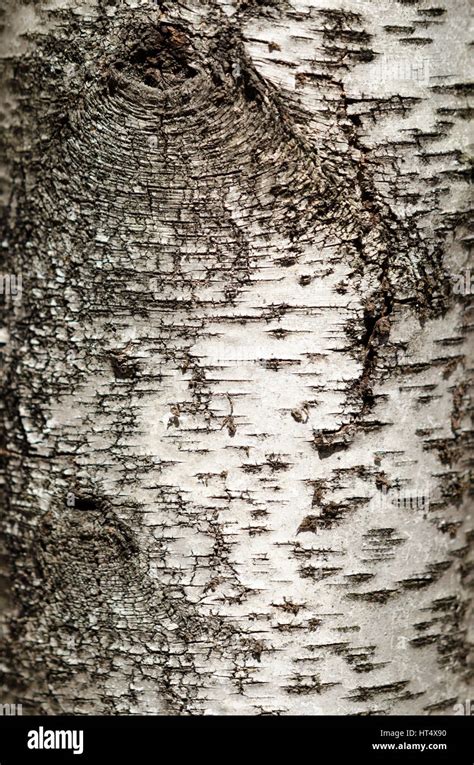 Birch Tree Trunk Closeup Of Bark Texture And Detail Stock Photo Alamy
