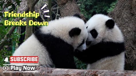 Pandas Friendship Breaks Down Ipanda Youtube