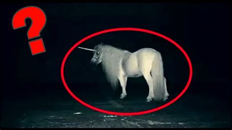 Top 5 Mythical Creatures Caught On Camera Mysterious Unknown Animals