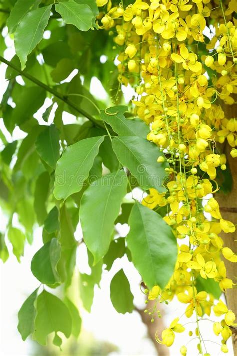 Beautiful Cassia Fistula Kanikonna Flowers In The Tree Stock Photo