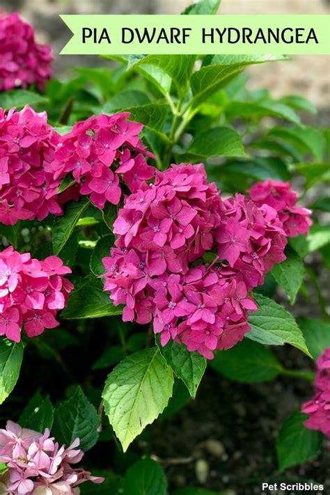 Maybe you would like to learn more about one of these? Pin on Perennial Flowers and Shrubs