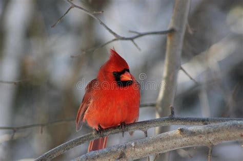 Male Northern Cardinal Stock Photo Image Of Ornithology 266509844