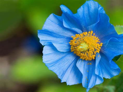 4,000+ hd flower wallpapers to download related images: Flowers Latest HD Wallpapers | XS-Wallpapers
