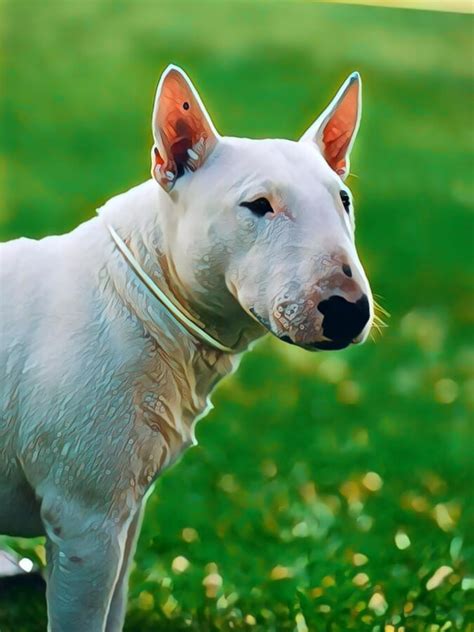 Bulldoodle The Bull Terrier Poodle Mix Breed Guide
