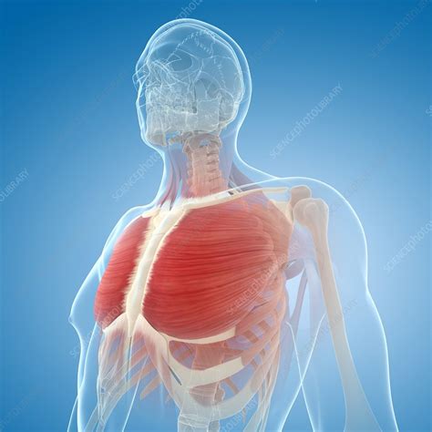 Chest Muscles Artwork Stock Image F0055452 Science Photo Library