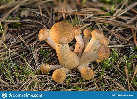 Armillaria Mellea Northern Honey Mushrooms Is Edible Wild