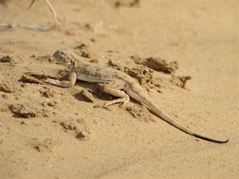 Spotted Toadhead Agama Phrynocephalus Guttatus Reptiles And